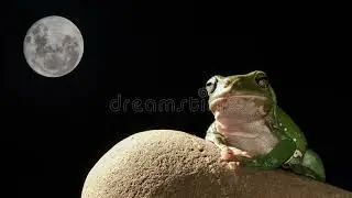 Fate of the Frogs Main Theme