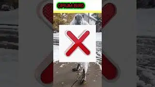 Is the Opium bird real or fake?#shorts#Opium bird#viral opium bird#opiumbird