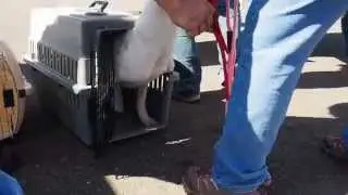 PilotsNPaws 2015