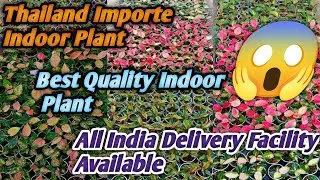 #Thailand Imported Indoor Plant Nursery#All Indian Delivery Facility Available#@😱😱😱