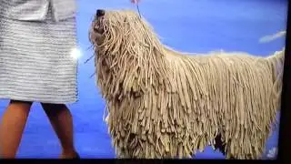 Mop dog misbehaving at a dog show