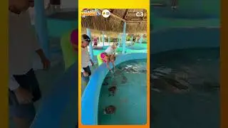 Visitamos el  centro de recate de tortugas marinas en Cayo Largo | Cadena 3 Argentina