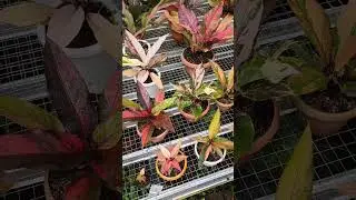 COLORFUL VARIEGATED ANTHURIUM ❤️❤️❤️😍😍😍😍 which one do you like ???? #decorativeplant #rareplant