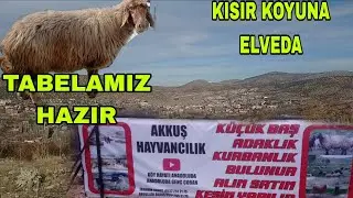 HAYVANLARIMIZ ARTIK RAHAT KISIR KOYUN KESİME GİTTİ