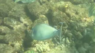Bluespine Unicornfish