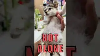 NOT ALONE #dog  #cat  #rescuecat  #rescuedog  #rescuekittens #animals #kitten