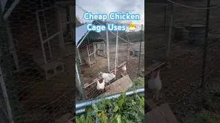 Cheap Chicken Cage Uses 🐣 #chicken #offgrid #chickencoop #useful