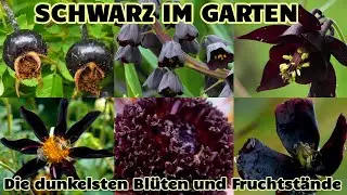 Faszination Schwarz! Die dunkelsten Blüten und Fruchtstände im Garten: Akelei, Dahlie, Mohn, Salbei