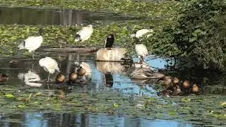 Plumed Whistling-Duck, Wandering Whistling-Duck, Australian White Ibis & Australasian Darter