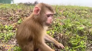 Monkey Kaka feels bored and lonely being here alone.