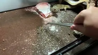 Found a worm! (Cleaning gizmos tank pt 5
