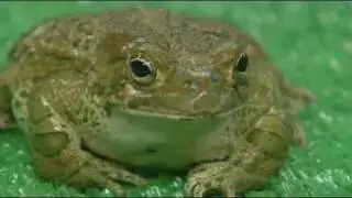 KC Man Accused Of Toad Licking