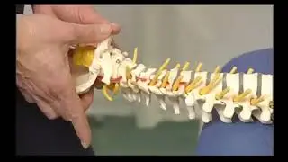 Rotation: Palpate (feel) facet joints
