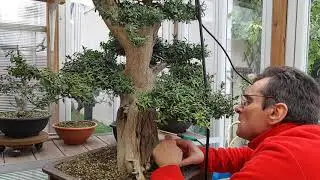 1 Partie travaille de bois mort sur Buis  en Bonsai