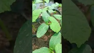 cucumber #shorts#Cucumber growing athome