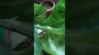 Syngonium Plant | How to Grow Syngonium Cutting | Vikas Gardening | Syngonium Cutting