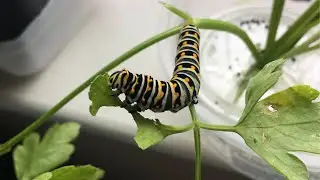 Raising Butterflies at Home | Black Swallowtail Butterfly Life Cycle | Egg to Butterfly