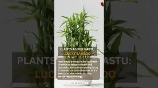 lucky bamboo caring tips#plant lovers 😀💞😀💞😀💞🪩✨🤗🕉️🪔😜😜😜😁😜😜😜😁😁🥰😀💞😀💞😀💞😀💞🪩🎍🌵☘️🪏