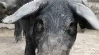 Black Pigs Wild Breeding