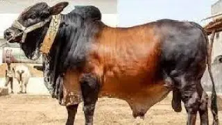 সস্তায় ষাড় গরু কিনতে আমাদের সাথে যোগাযোগ করুন।  017750 77249