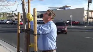 Tree Staking