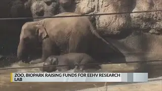 The ABQ BioPark Zoo and Society to raise money for research facility to study virus that killed elep