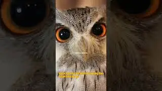 Mata Burung Hantu #fakta #burung #faktaunikhewan #burunghantu