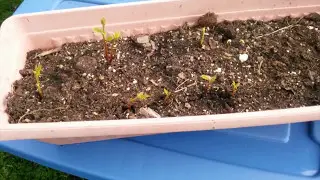 Growing walnut trees from seed!!