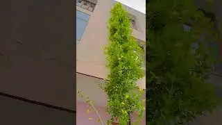 Allamanda vine🌱&hellip; #shorts  #ytshorts  #nature #home
