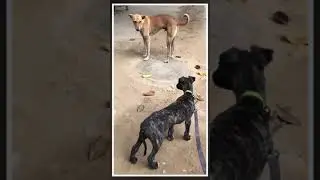 greyhound Meet first time street dog. REACTION