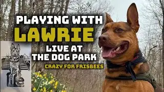 Playing with Lawrie: live at the dog park with our rescue featured on the Life Skateboards graphic