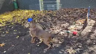 Scrappy & Buddy Playdate!