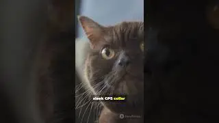 🔧 Smart Cat Tech Gadgets of the Future 🐱⚡
