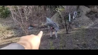 Plum Orchid | Planning for Pruning| Dry