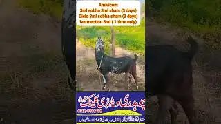 chakri ki bemari ka ilaj | Bakrion main chakri ki bemari | listeriosis in goats | bakrion ka ghomna