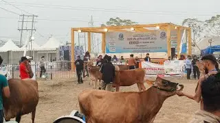 Jersey milk teeth heifer show Pdfa Hariyana Pehowa #jersey #pdfa #dairyherd #dairyfarm #explore #r7 