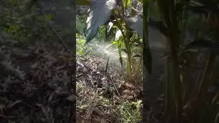 Mist irrigation for caramom at Dr Prashanth plantation Chitradurga
