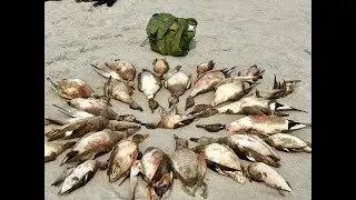 Duck hunting 2020  season