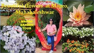 Mapro garden tour, Beautiful flowers at Mapro, Mahabaleshwar, Garden visit, Hydrangea flowers