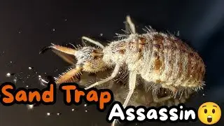 Antlion : The Sand Trap Assassin You Never Noticed