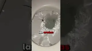 AUSTRALIA tiene ARA&Ntilde;AS por TODAS PARTES (Cred: BarryMek9)