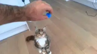 Cute 4 month old Maine coon kitten playing with a bouncing ball