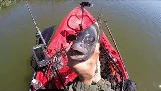 BEST DAY of SHEEPSHEAD fishing so far! (Hobie Kayak fishing)