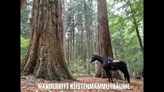 Wanderritt zu den K&uuml;stenmammutb&auml;umen - Oktober 2019