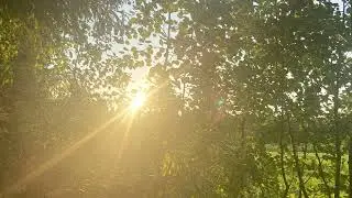 lurp sheets - my green wilds