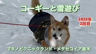 「コーギーと雪遊び（マキノピクニックランド・メタセコイア並木）」2026年2回目。楽しかった雪遊び。＃コーギー＃雪遊び＃メタセコイア並木＃2026年1月