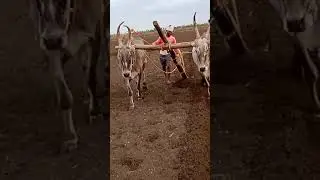 Age old hard working Hallikar bullocks plowing the field