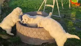 golden retriever de la colline d eole
