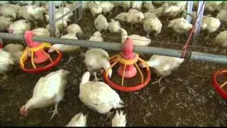 Deel 2 van 2 - De pluimveevleessector in Nederland