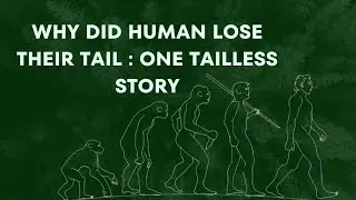 Why Did Human Lose Their Tail : One Tailless Story